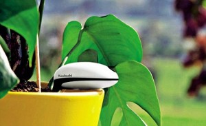 Koubachi Plant Sensor